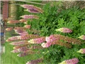 lupinus